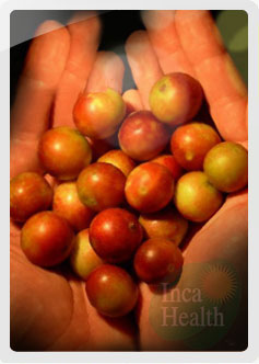 Camu Camu, Myrciaria Dubia - Inca Health