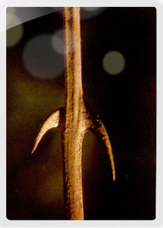 Cat's Claw, Uncaria Tomentosa - Inca Health