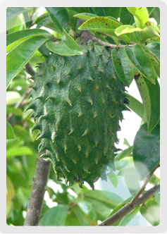 Graviola, Anonna Muricata - Inca Health