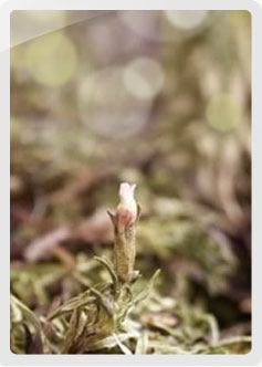 Hercampuri, Gentianella Alborosea - Inca Health