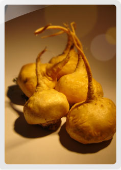 Maca, Lepidium Meyeni - Inca Health