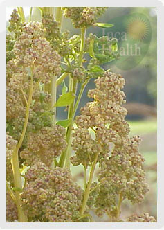 Quinoa, Quinua, Chenopodium quinoa Willd - Inca Health
